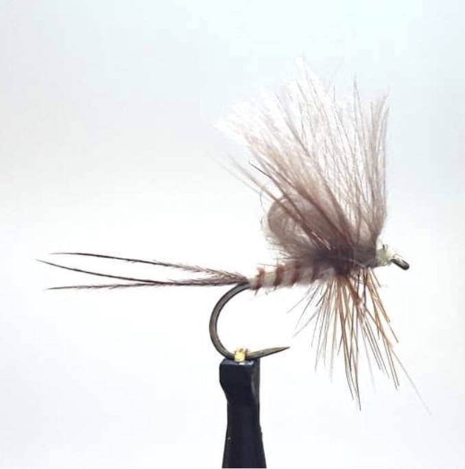 emergente mouche de mai jabba