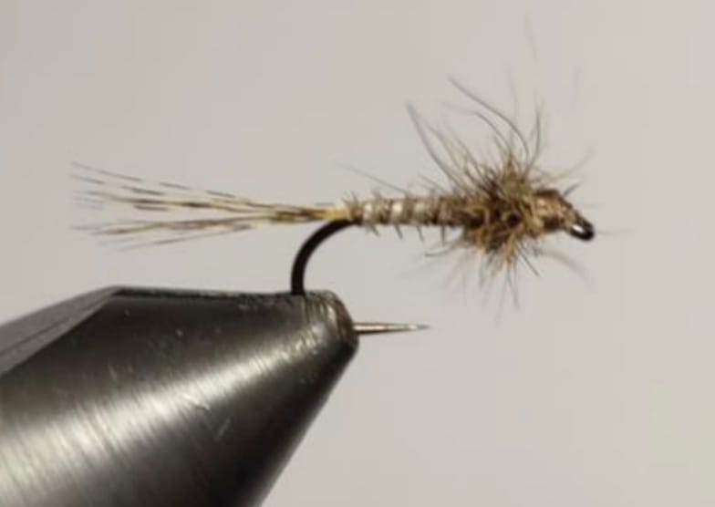 spent en oreille chevreuil