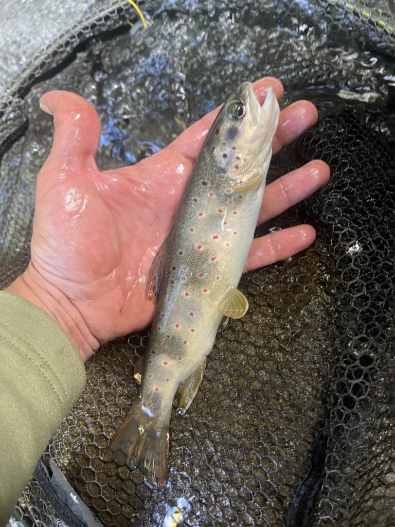 2025 10 04 11 54 27 798