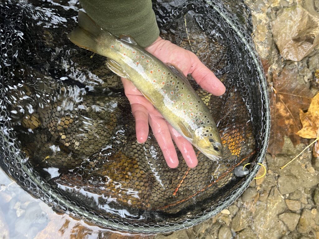 2025 10 04 16 06 04 042