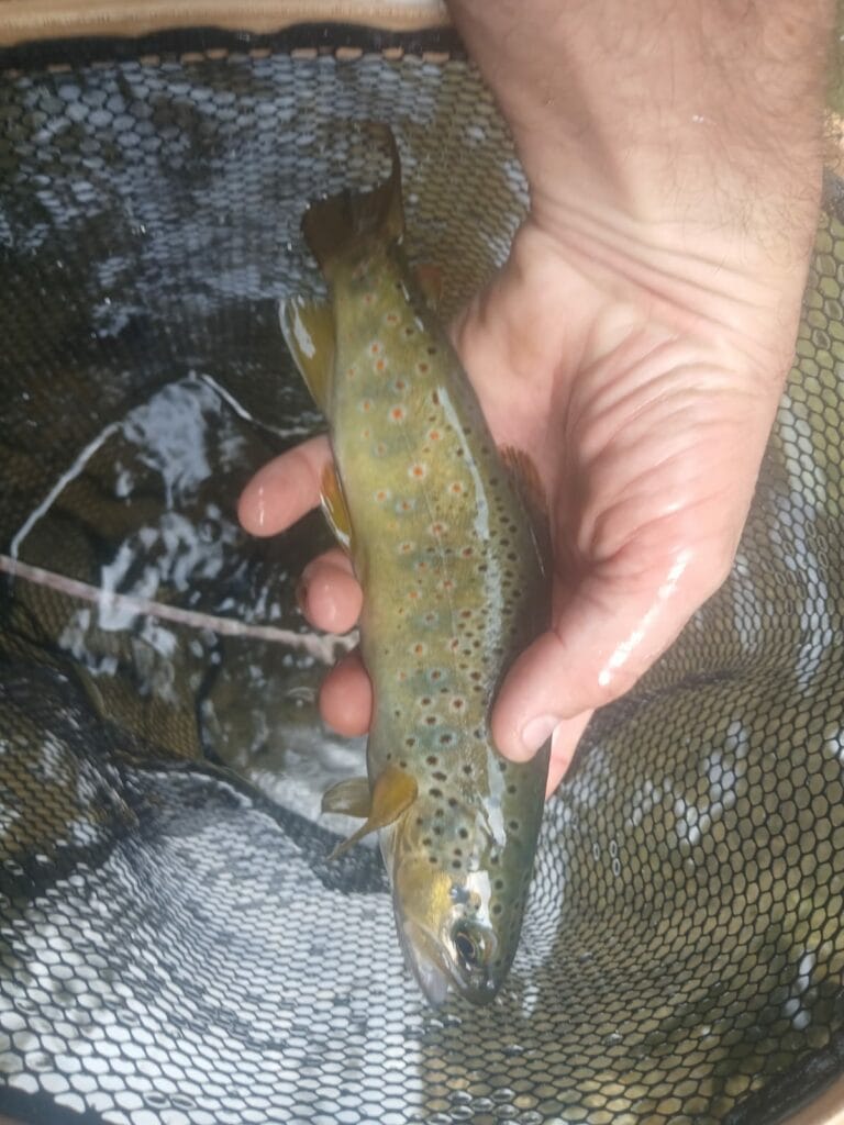 whatsapp image 2025 10 03 at 13.06.48