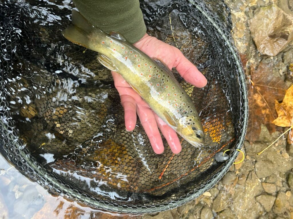 whatsapp image 2025 10 04 at 18.58.09