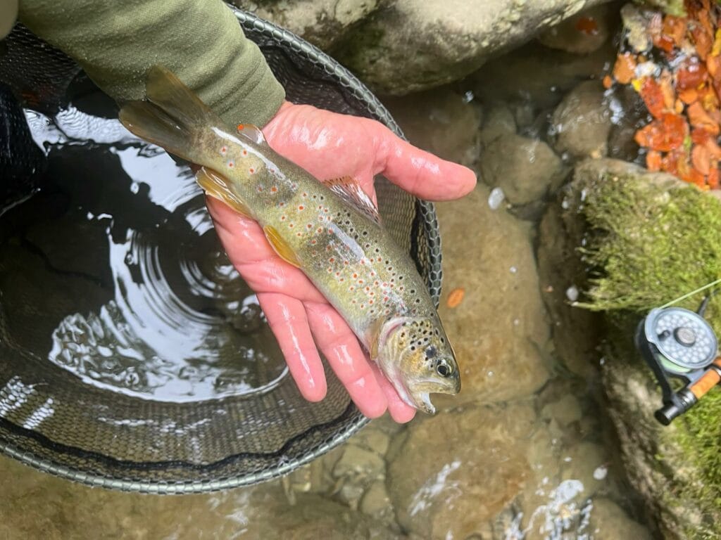 whatsapp image 2025 10 04 at 19.52.56