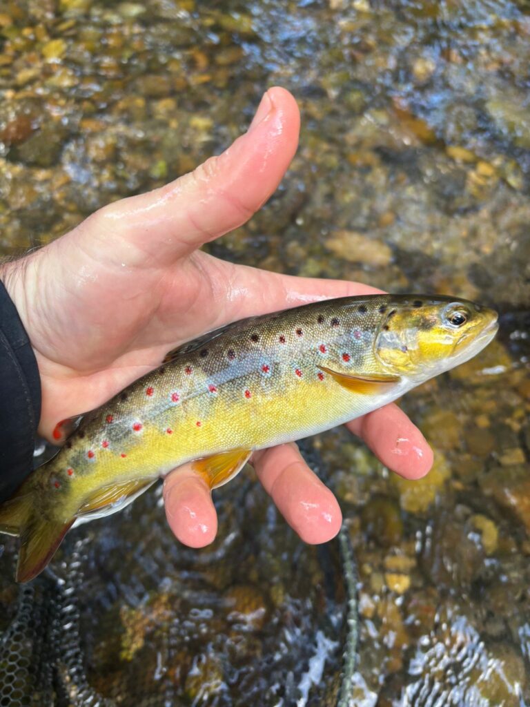 whatsapp image 2025 10 05 at 13.29.04