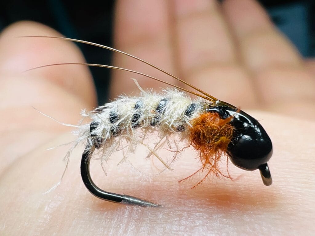 tricho cdc fourmi geisha florian estournet la mouche de mai