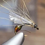 T6 – Fourmi Geisha de Florent Estournet