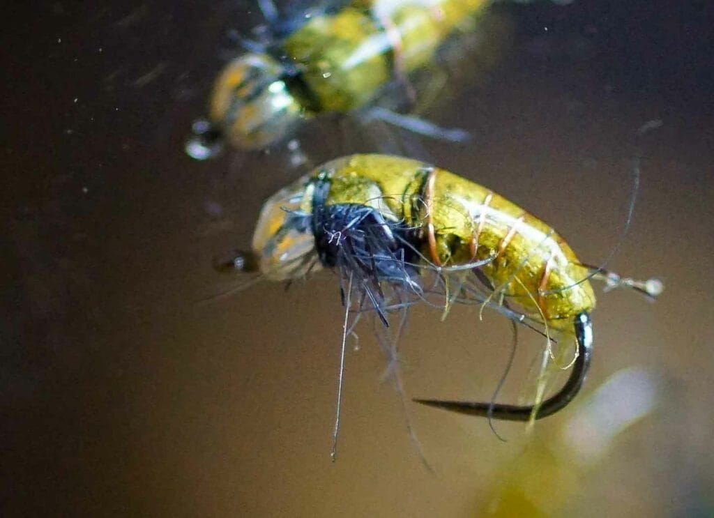 youeen le fur hydropsyche