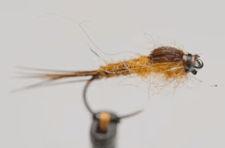 nymphe mouche de mai